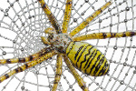 Паук-оса плетет паутину на монете из серебра