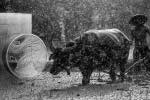 Монета «Азиатский буйвол» - 100 г. серебряных инвестиций