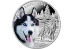 Сибирский хаски показан на монете из серебра