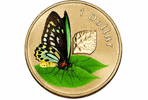 Птицекрылая бабочка - Birdwing Butterfly
