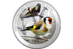 Монета «Щегол» пополнила серию «Удивительный мир птиц»