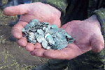 В Финляндии нашли клад древних монет