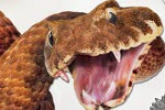 «Опасная» нумизматика: змея атакует…