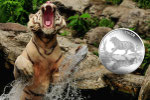 Сколько стоит монета «Бенгальский тигр»?
