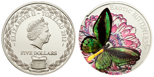 Экзотические бабочки – Орнитоптера приам