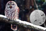 Монета «Смеющаяся сова» - новый креатив Дэйва Бёрка