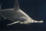 Гигантская акула-молот – убийца других акул