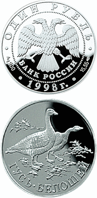 Гусь-белошей