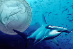 Гигантская акула-молот попала на монету
