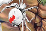Красноспинный паук попал на монету Австралии