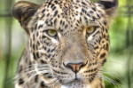 Леопард возвращается на Кавказ