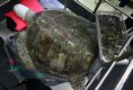Черепаха-копилка и пять килограмм монет
