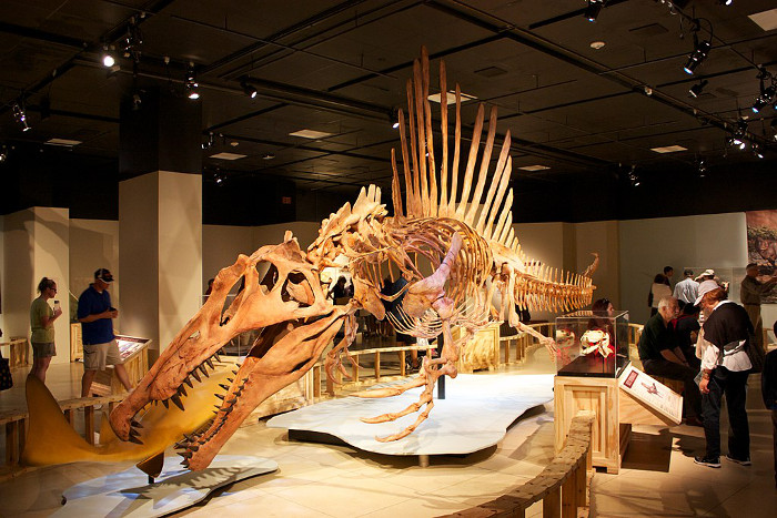 Реконструкция скелета спинозавра (фото - ru.wikipedia.org)
