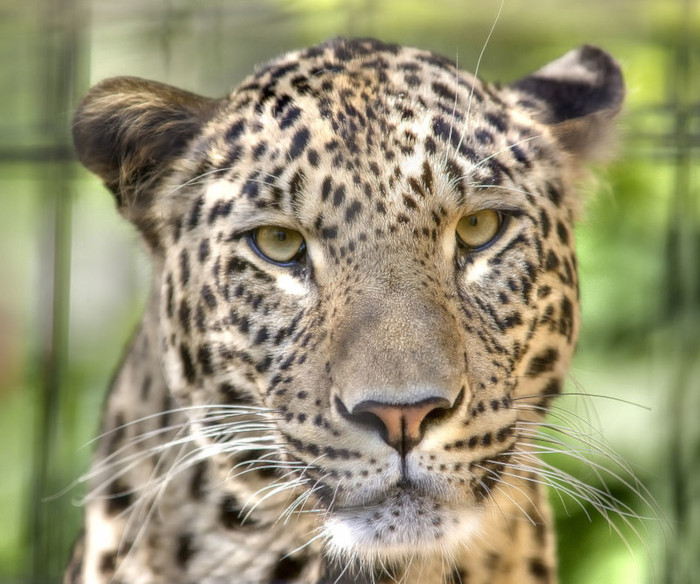 Кавказский леопард (фото - ru.wikipedia.org)