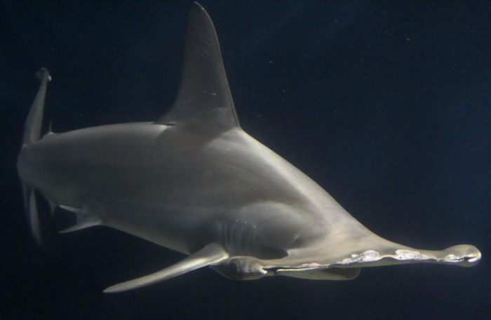 Гигантская акула-молот (фото - ru.wikipedia.org)