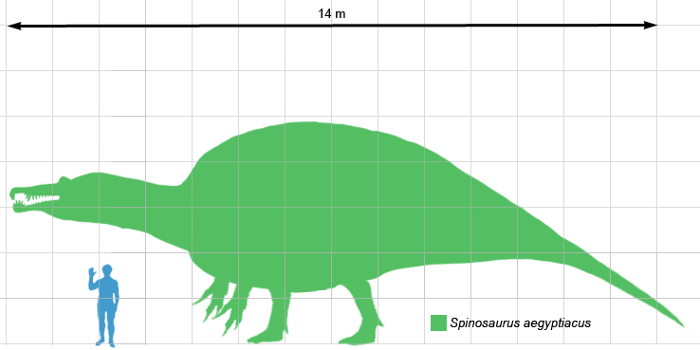 Сравнение размеров человека и спинозавра (фото - ru.wikipedia.org)