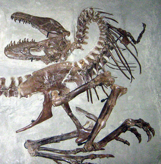 Скелет горгозавра из Королевского Тиррелловского палеонтологического музея