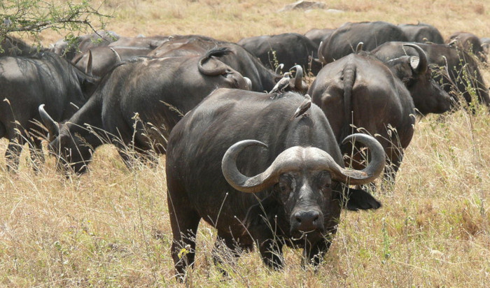 Африканские буйволы