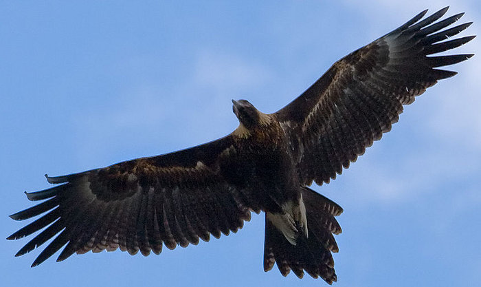 Клинохвостый орел в полете (фото - ru.wikipedia.org)